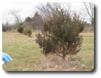Here is the trouble causing tree.