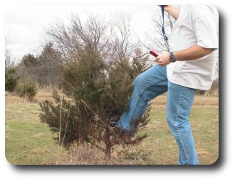 I am kicking the trouble maker. I have since cut this tree down, along with a few others that were in the way of landing.